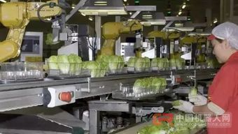 68台工业机器人日处理55万棵蔬菜，传统蔬菜工人面临转型挑战