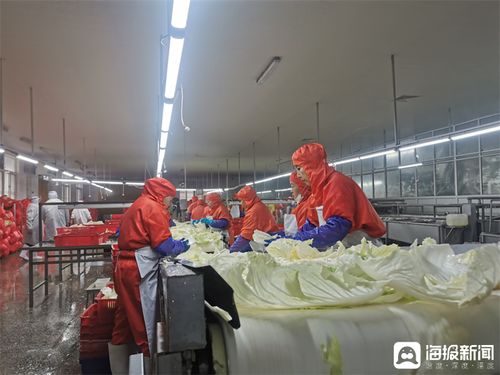 胶州大白菜蹲点记 从田间农产品到知名品牌的华丽转身