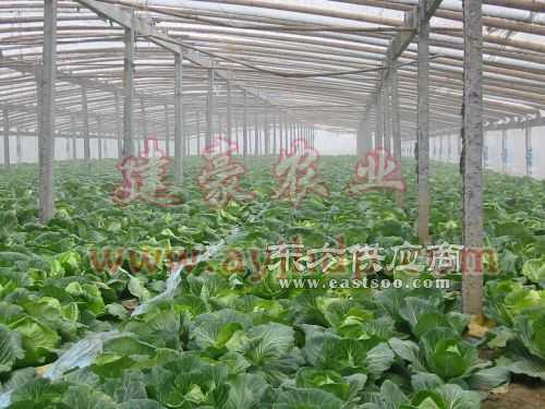 复合材料蔬菜大棚骨架 引领现代农业设施升级