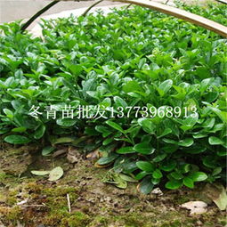 一站式采购指南 绿化苗木冬青树苗批发与市场行情解析