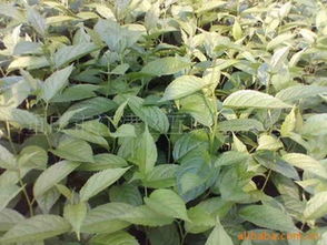 探索优良品种杜仲苗的供应世界 聚焦重庆市江津区互联苗木基地