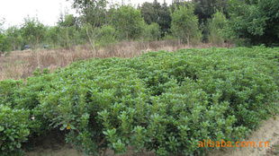 农苗网 一站式绿化苗木采购平台，海桐球、海棠球工程苗指导价与厂商尽在掌握