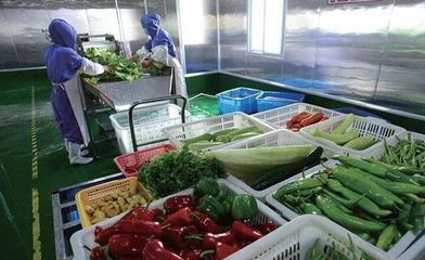 苗木之美 绿色生命的起点