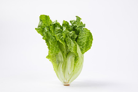 绿意盎然的生命起点 蔬菜白底苗木的培育与价值