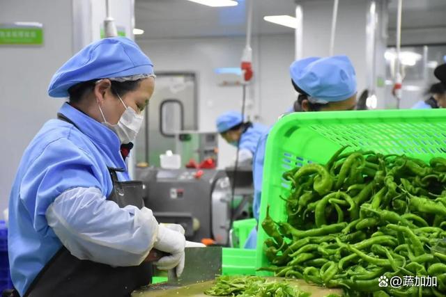 食材净菜加工与预制菜的差异化解析 以蔬菜为例，保鲜与便利的两大烹饪革新