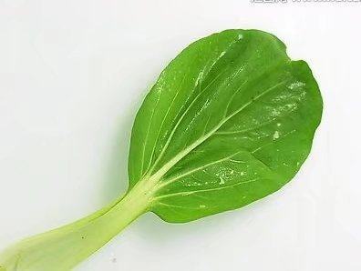 家里做菜剩下青菜不叶要扔,一片叶子就能扦插爆盆,很容易生根,买菜种子都省了。