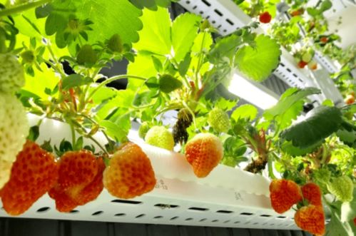 苗木植物工厂产品走入日本寻常百姓家